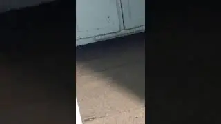 Мышь в доме не боится ничего