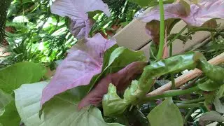 PLANTS STOP GROWING!? WE MAKE THIS DECISION!