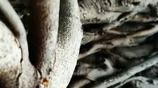 Slow motion cinematography