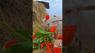 самый лучший ПОДАРОК цветы #мода #прически #hairstyle #hairtutorial #hairtutorial #goat #nature