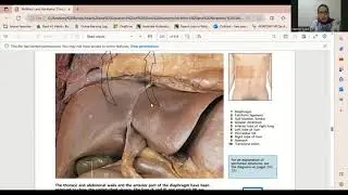 Gross Anatomy of the Liver
