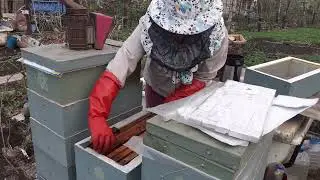 Итог эксперимента с августовскими отводками на маточники. Подсиливание семьи.
