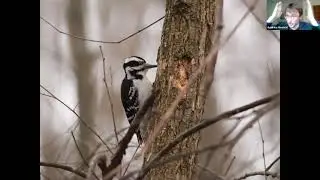 Wildlife of Southeast Michigan