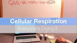 Cellular Respiration