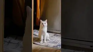 Федя #доброеутро #смешнойкот #cat #котыприколы #федя #приколыскотами