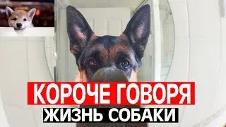 КОРОЧЕ ГОВОРЯ ЖИЗНЬ СОБАКИ /ОТ ПЕРВОГО ЛИЦА/