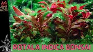 Introduction: ALTERNANTHERA REINECKII MINI: Compact Aquatic Plant! (Alternanthera reineckii 'Mini')