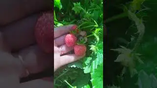 Ягодка 🍓🍓🍓 моя