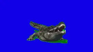 Crocodile Roar -- Blue & Green Screen HD