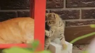 mom's tail