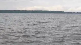 кто прожевает на дне океана