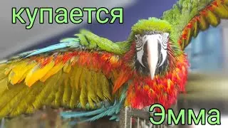 Попугай Ара купается!