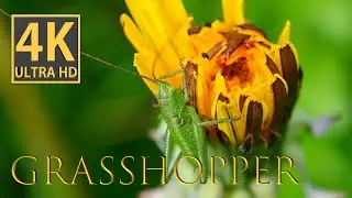 4K Macro Video Green Grasshopper Amongst Lush Green Grass and Dandelion