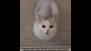 Catvideo Compilation