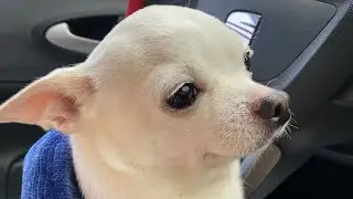 Когда все ушли на работу👋shorts