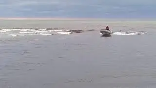Финский залив завершение сезона ловли лосося