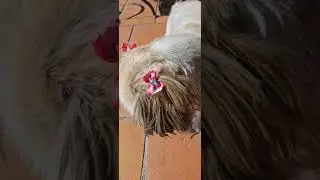 Shih tzu, Nowa fryzura