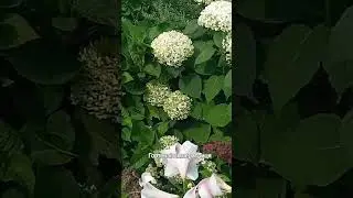 Гортензії в моєму саду.