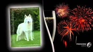 White Swiss Shepherd Dog breed