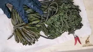 Папоротник солёный для кулинарии