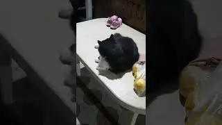 Космический Царь