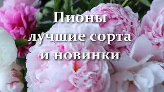 The most beautiful peonies are my top varieties. Peony blooms - milky-flowered, hybrids, double