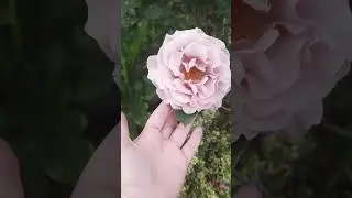 Роза Коко Локо