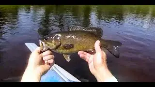 July Topwater on the Fly
