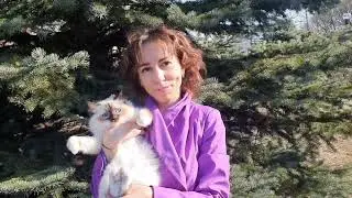 БРИГИТТА № 36 кошка шоколад-пойнт