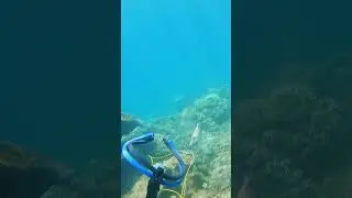 Stoned a Sweetlips then a Lemon Shark appears 