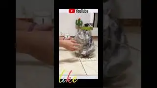 Cute Cats Compilation Video #cats #catvideos Cat Lovers Please Watch This Video #catsandkittens