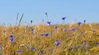 Bee & Insect sounds-Summer field ambience