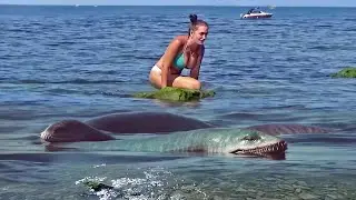 Plesiosaurs spotted in the Black Sea