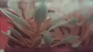 اميرة العالم