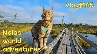 Nala exploring the Great Kemeri Bog Boardwalk 😻 Vlog #165