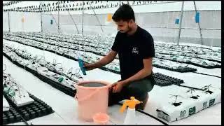 Seed Sowing Steps in Hydroponics | Ind Hydro |