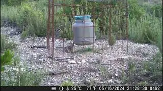 Cazadores que miman las especies 2