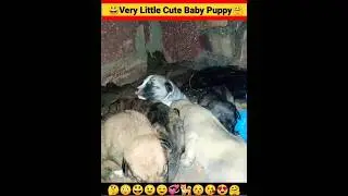 Puppy Dog |Cute Puppies| Dog Sound |Chote Pille ki Awaaz #shorts #insaniyat #dog #puppy #shortvideo