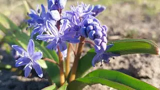 Самые красивые ПРОЛІСКИ
