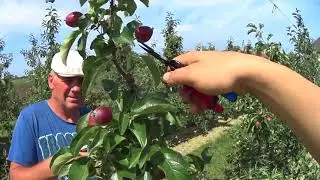 Прореживание завязи. 3.06.2018