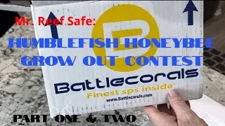 Humblefish Honeybee Grow Out Contest 2024