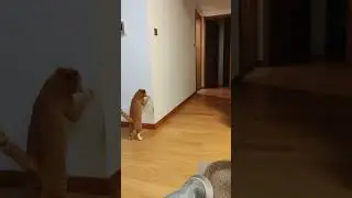 шпионские игры