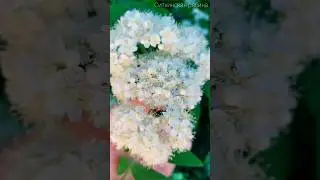 Ситхинская восточная #рябина в цвету 🌸🌸🌸 #самара #shortvideo