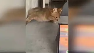 Кот не может удержаться