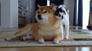 柴犬ハチが微熱のママを看護してたら、可愛すぎる展開が‥。