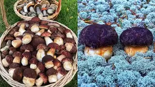 FAINT-HEARTED MUSHROOM PICKERS, DON'T WATCH! PORCELAIN BOLETS HAVE CONQUERED ME! SILENT HUNT FOR ...