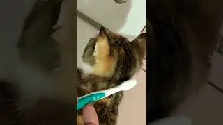 миф разрушен