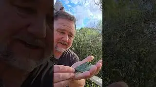Plant this Herb ONCE and Have it for 50 YEARS! 