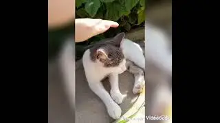 Жизнь котят 1 часть
