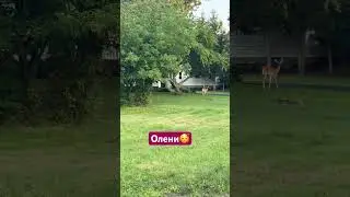 Олени гуляют🥰 #здоровье #йогакаждыйдень #йогавбаффало @OpenYoga108